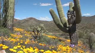 Wildflowers Out West near Wickenburg, Arizona