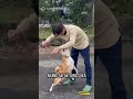 Jual Ferrari Demi Rawat Anjing Agresif #shorts #dogshelter #dog
