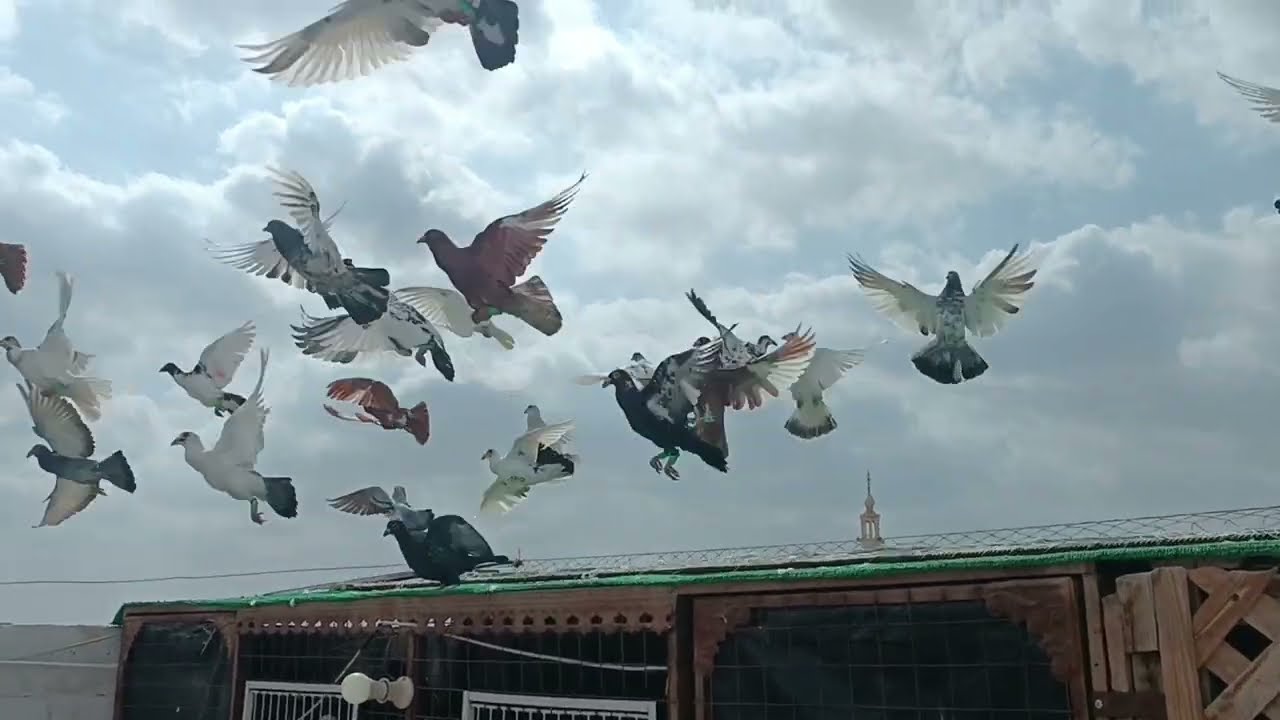 طلع معي طيرين اول مره بطلعو الصبح 😱 شوف شو عملو