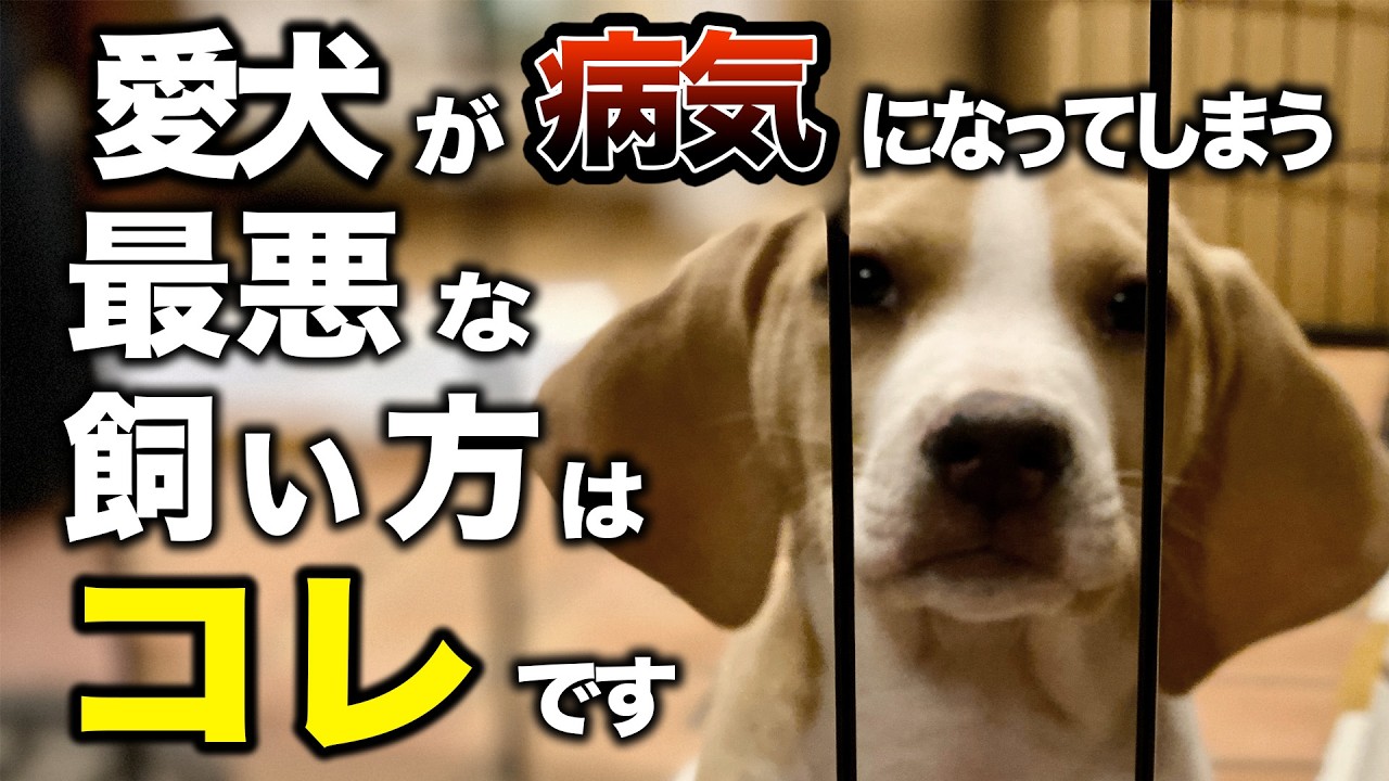 愛犬が病気になってしまう最悪な飼い方はコレです