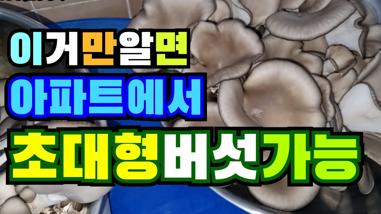 느타리버섯종균으로 칡느타리재배 확실한방법