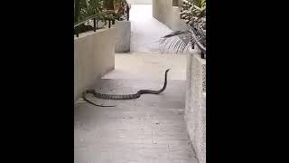 Celebrity A big python eating dog in the backyards Wealth