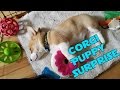 Surprising My Girlfriend With a Corgi