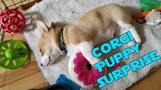 Surprising My Girlfriend With a Corgi