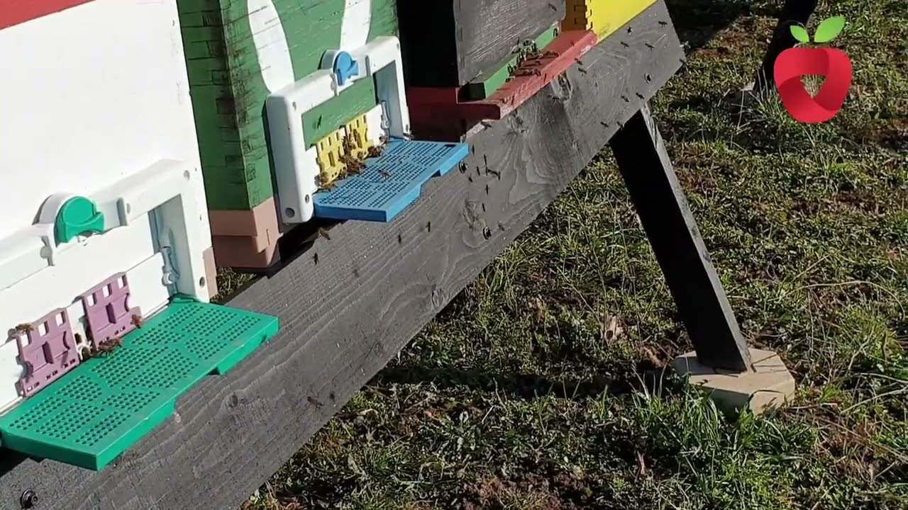 Весенние работы на пасеке