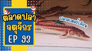 มีปลาสเตอร์เจียนด้วย l ทัวร์ตลาดปลาจตุจักร โซนลานเร่ EP 93 วันที่ 3 เม.ย. 67