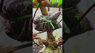 Simple cultivation method results in 30 days#fblifestyles #bonsai #garden #nature #diy #tips