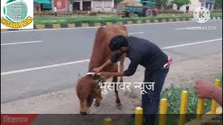 An attempt was made to save stray cattle from accidents by tying a radium belt to them