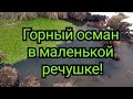 Рыбалка близ Алматы. Горный осман на маленькой речушке!