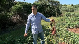 Unesp Notícias | Cerat da Unesp pesquisa formas de cultivo mais eficientes
