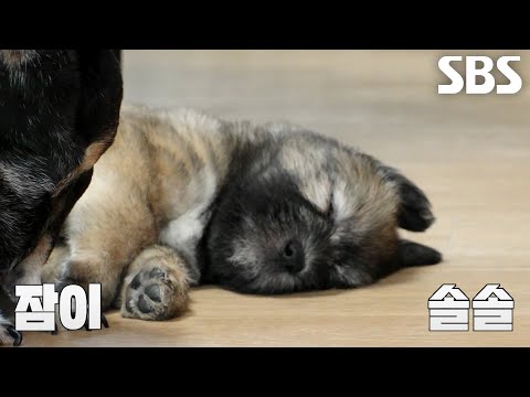 삽살개 꼬물이들, 마당으로 나와 신나게 즐기는 시간★ (ft. 할아버지의 보살핌)