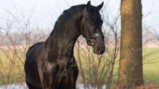 Zeb Ster - Bartele X Beart - 2023 - Hengst