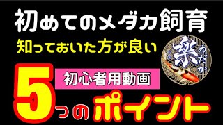 初めてのメダカ飼育に役立つ5つのポイント　えさや容器・水替えや置き場所などいろいろと楽めだか的にお話しする動画です。一意見としてご覧くださいｗ　【楽めだか】