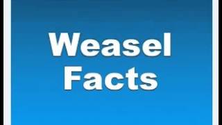 Weasel Facts   Facts About Weasels