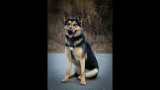 Editing Outdoor Shelter Dog photos in Adobe Lightroom 2025 screenshot 4
