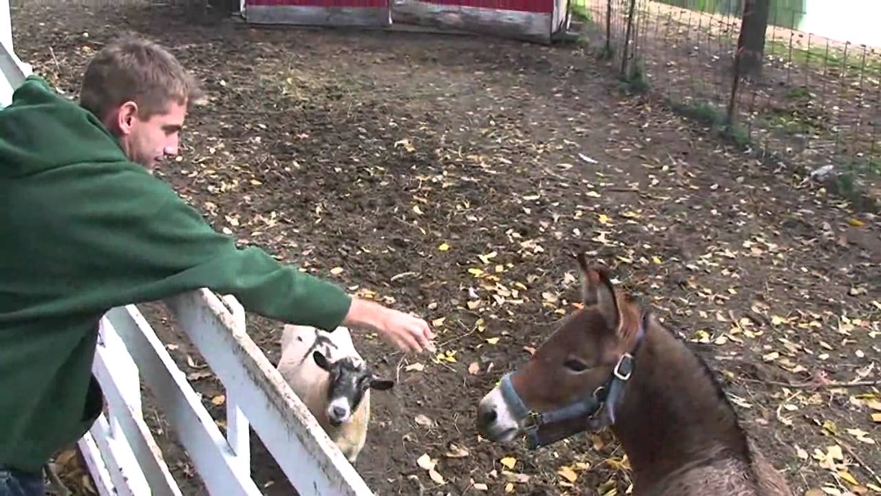 #1 Orchards | Michigan Autumn in Flushing MI