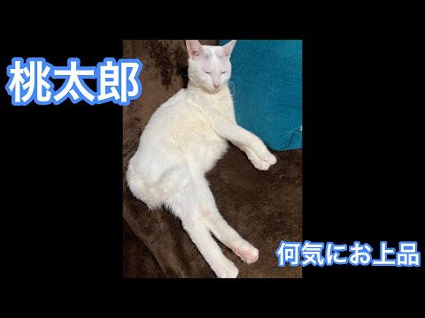 お上品な猫