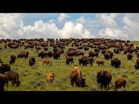 Durham Bison Ranch