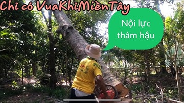 Vua khỉ Miền Tây cưa cây cóc chế,t rất nhiều nội lực thâm hậu