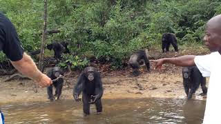 Island Chimps Of Liberia Bio Medical Research