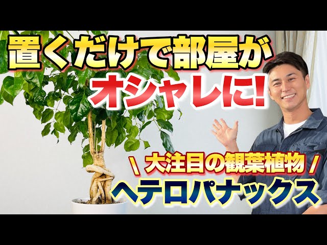 観葉植物 シンワ 70845 レーザーロボ LEXIA グリーン 51【送料無料】