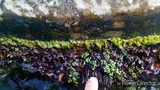 Growing Your Own Seagrapes