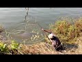 Professional fishing in krishna river  catching kingsize rohu fish with single hook