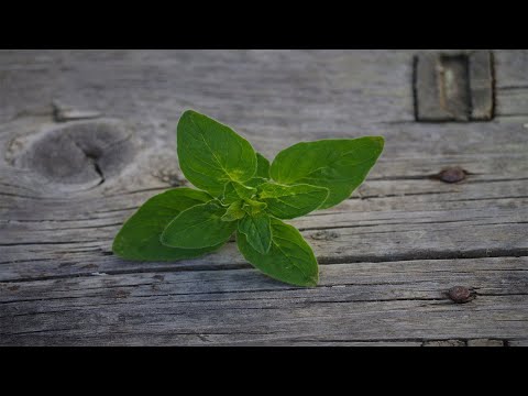 Video: Oregano - Eigenschaften, Anwendung, Vorteile, Kalorien