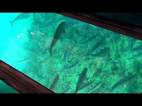 沖縄 ブセナ海中公園で グラスボート体験 綺麗な海と魚に癒される分間 Youtube