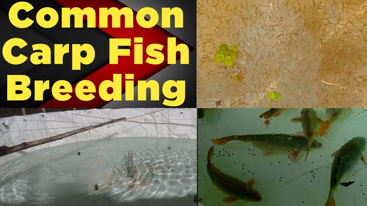Common Carp Fish Breeding /Spawn/সাইপ্রিনাস মাছের প্রজনন/Unique Tz Fish Farm/Hatchery