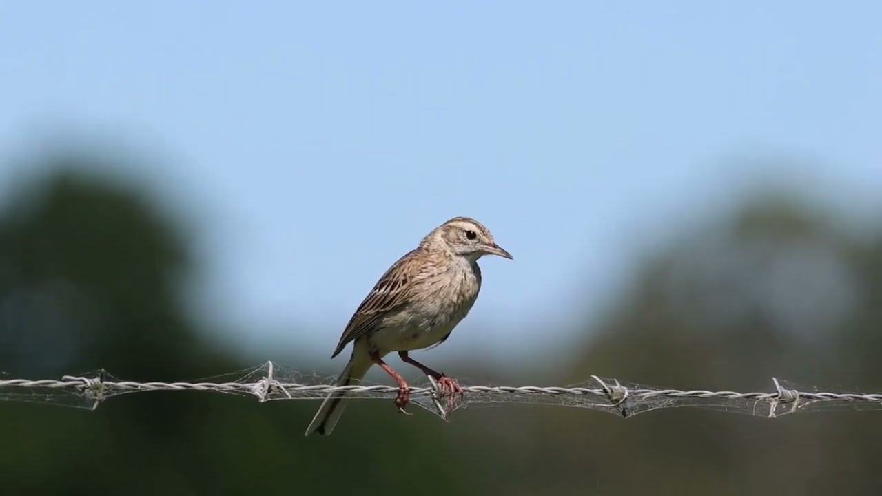 Australian Pipit at Priors Pocket, Oct 2022
