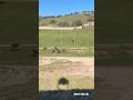Homi’s Quiet Life | A Peaceful Day with Giraffes | San Diego Safari Park #californiatravel