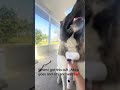 Brush/vacuum time #akitaworld #dogmom #puppy #foryou #brush
