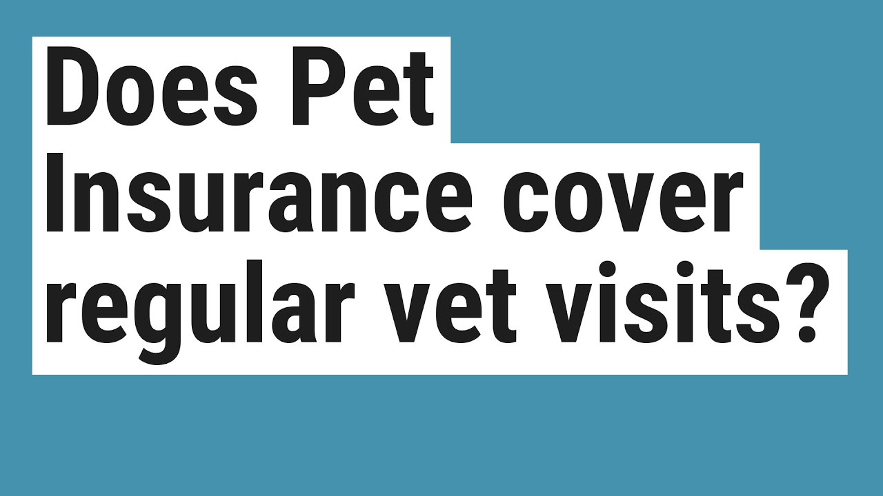 Does Pet Insurance cover regular vet visits? YouTube