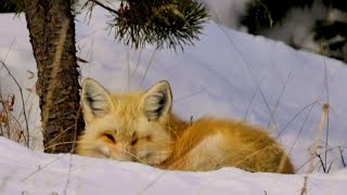 Colorado's winter wilderness, Beautiful Relaxing Music, Peaceful Instrumental Music, by Tim Janis