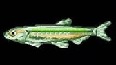Sfc Fishing Game Umi No Nushi Tsuri 海のぬし釣り マンボウ Ocean Sunfish 曼波魚 海釣太郎 釣魚太郎 Youtube Sfc Fishing Game Umi No Nushi Tsuri 海のぬし釣り マンボウ Ocean Sunfish 曼波魚 海釣太郎 釣魚太郎 Youtube