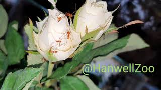 Time lapse - Leaf cutter ants - Hanwell Zoo
