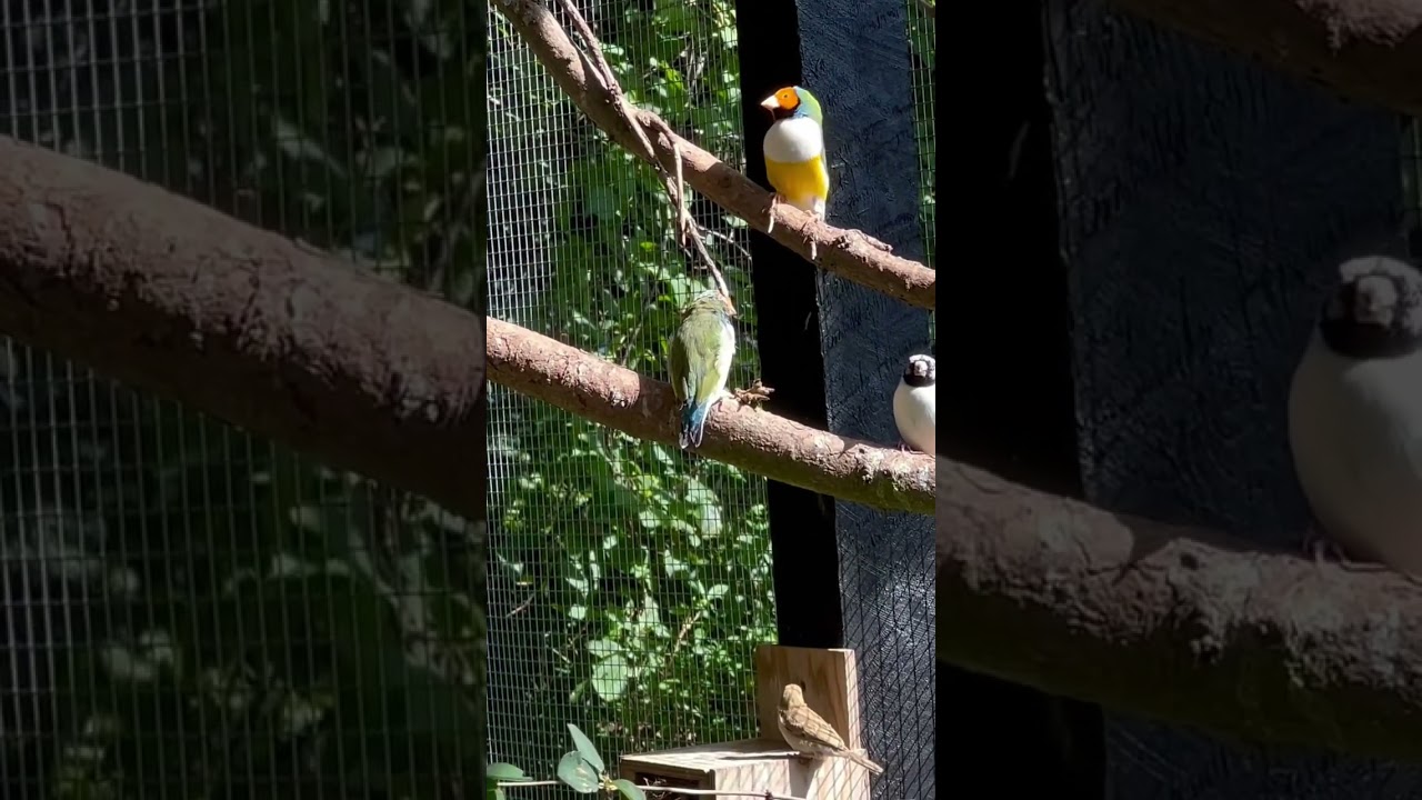 Mix Bird Aviary | Birds | Bird Sounds