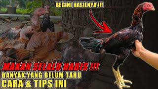 Cara mengobati ayam sakit tidak mau makan || MANJURRR  !!!. 