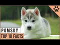 Pomsky Dog Breed - Top 10 Facts | Dog World