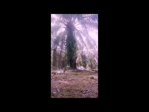 rindu papa mama di kampung
