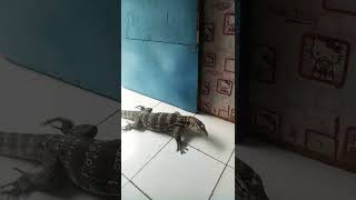 Detik detik biawak besar masuk ke rumah #shorts #biawakgemoy #reptiles #feed #youtubeshorts