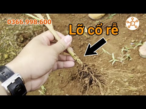 Video: Rễ củ cải bị nứt hoặc thối - Cách khắc phục tình trạng nứt củ cải