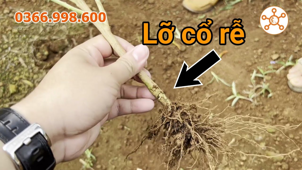 Lỡ cổ rễ | Giải nghĩa nguyên nhân, hướng dẫn khắc phục, kỹ thuật trồng đúng, rãi rơm che phủ