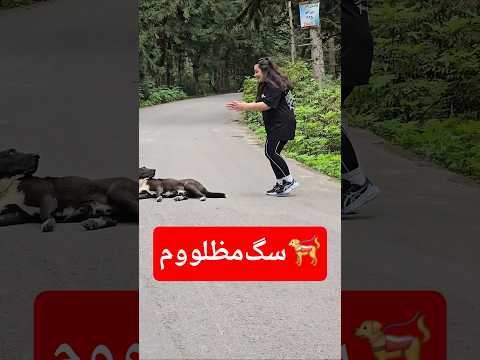 عجب داستانی داشتیم با این سگ مظلوم ولمون نمیکرد