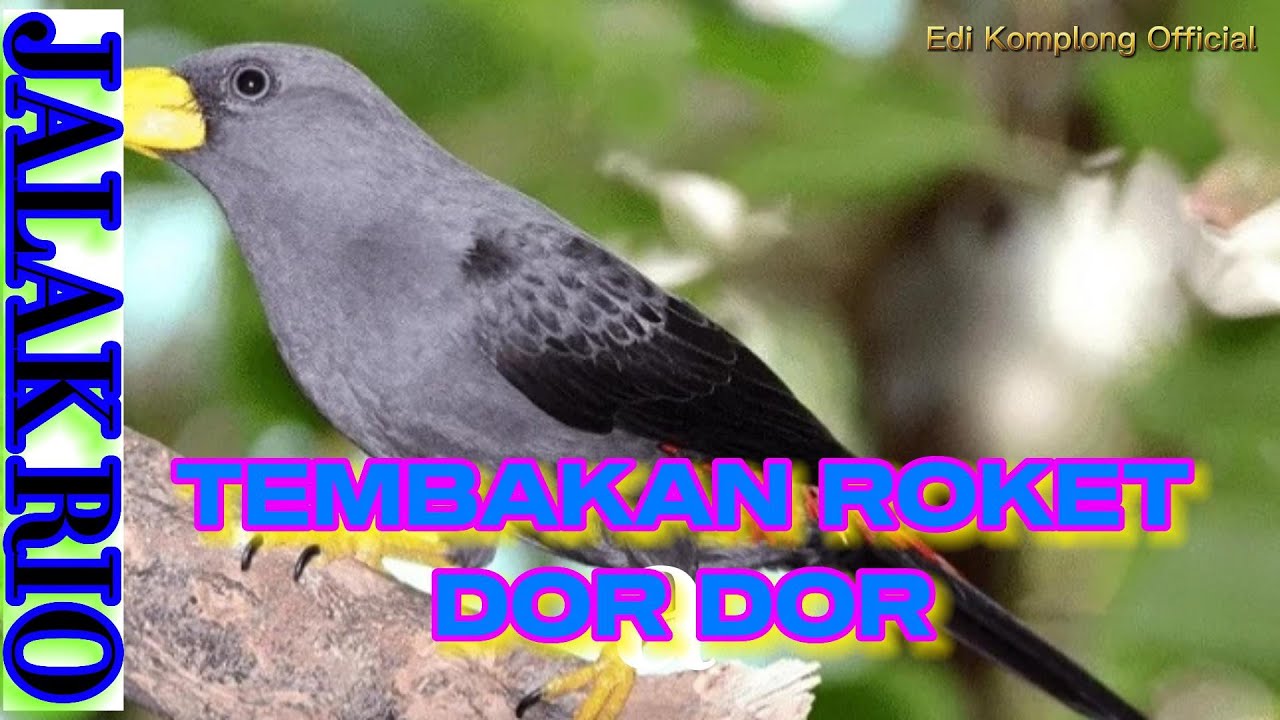 Jalak Rio Rio JALAK RIO RIO !! TEMBAKAN SEPERTI ROKET BIRD DOR DOR DUAWARRRR ...
