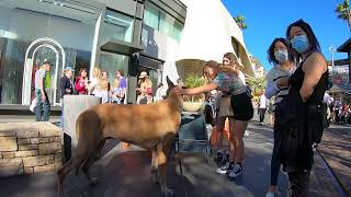 Cash 2.0 Great Dane at The Grove and Farmers Market in Los Angeles 14