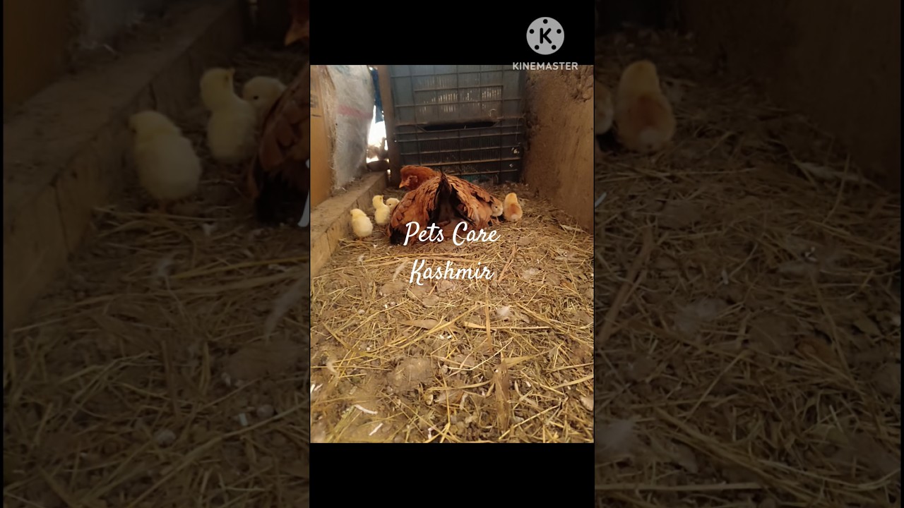 Hatch chicks and Care for them 