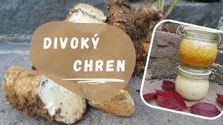 Divoký chren alias chren dedinský - FERMENTOVANÝ