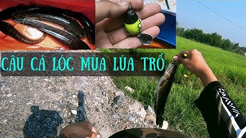 Câu cá lóc đồng trên ruộng. Nhái hơi Cánh Cam.